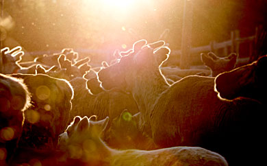 Högsommar i Sápmi. Foto: Leif Milling